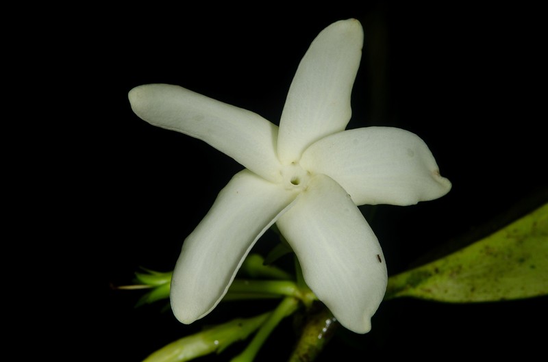 Hunteria maasiorum photo 2