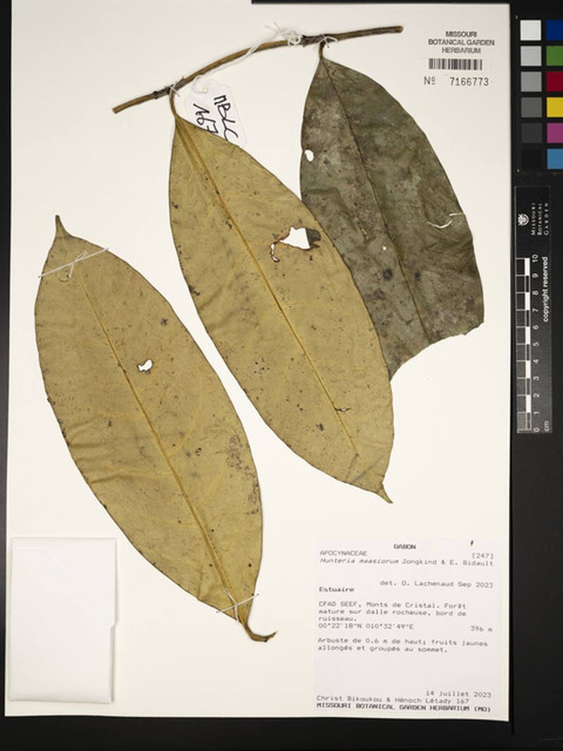 Hunteria maasiorum photo 3
