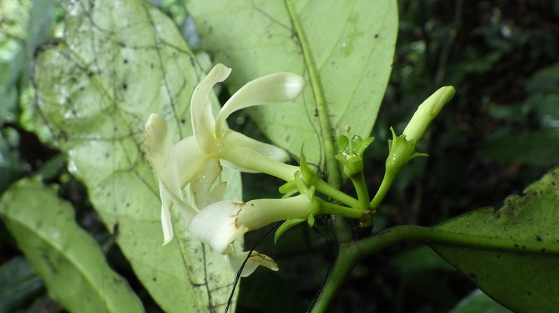 Hunteria maasiorum photo 5