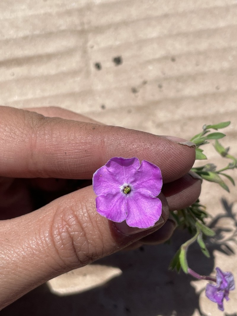 Hunzikeria coulteri photo 2