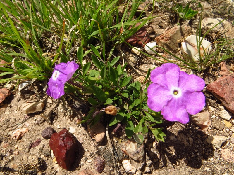 Hunzikeria coulteri photo 4