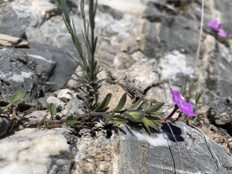Hunzikeria coulteri photo 6