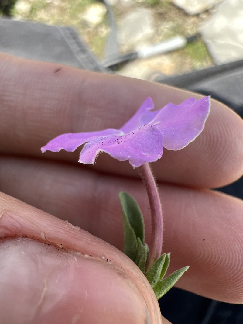 Hunzikeria coulteri photo 7