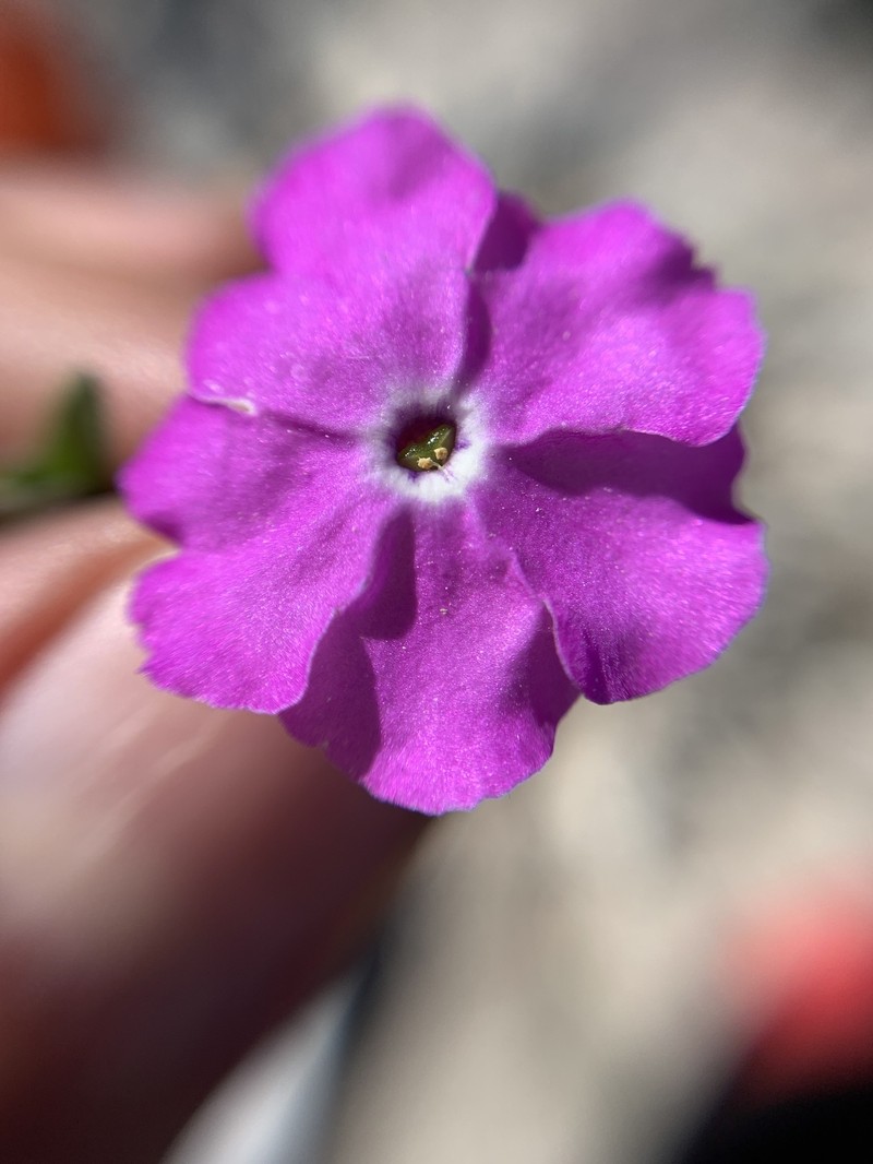 Hunzikeria coulteri photo 8