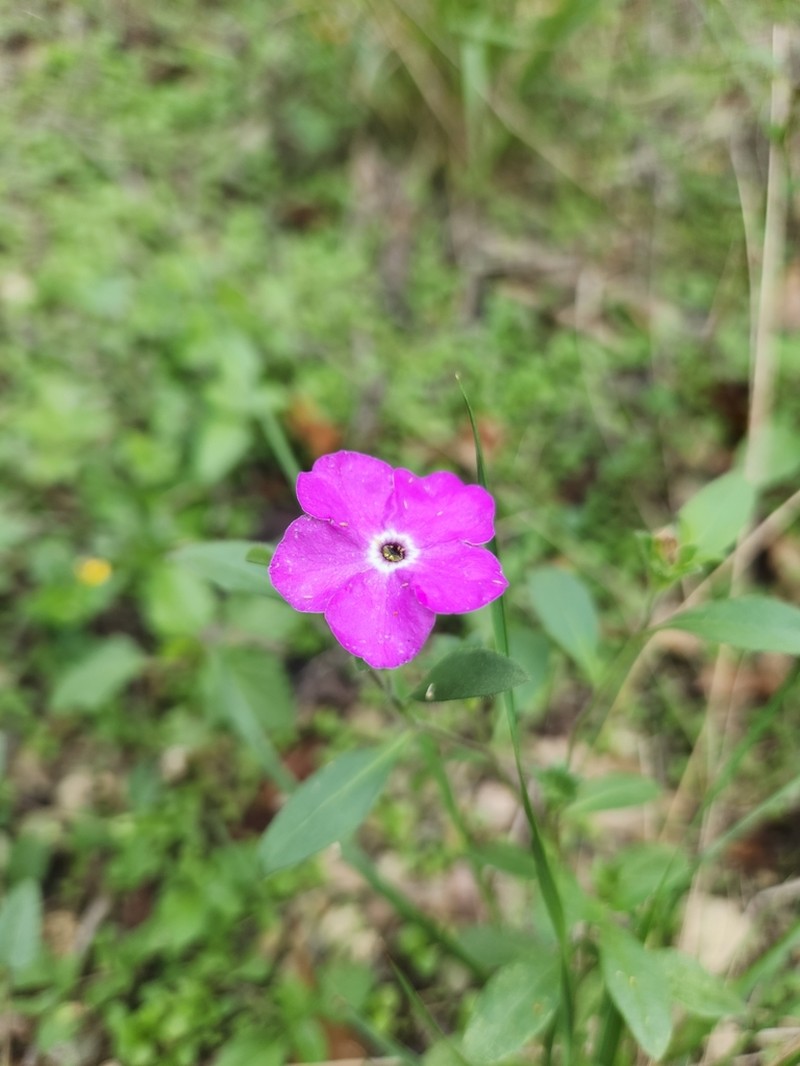 Texas Cupflower