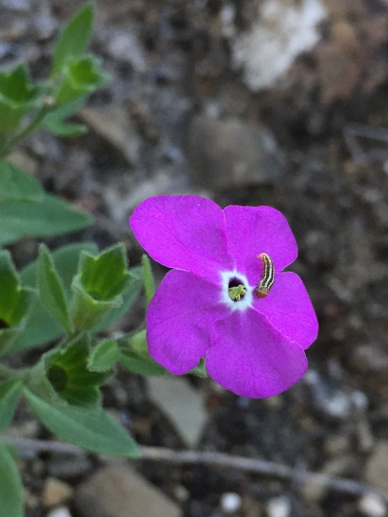 Texas Cupflower photo 2
