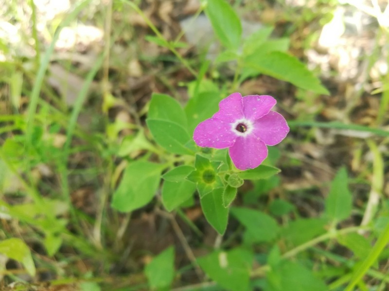 Texas Cupflower photo 3