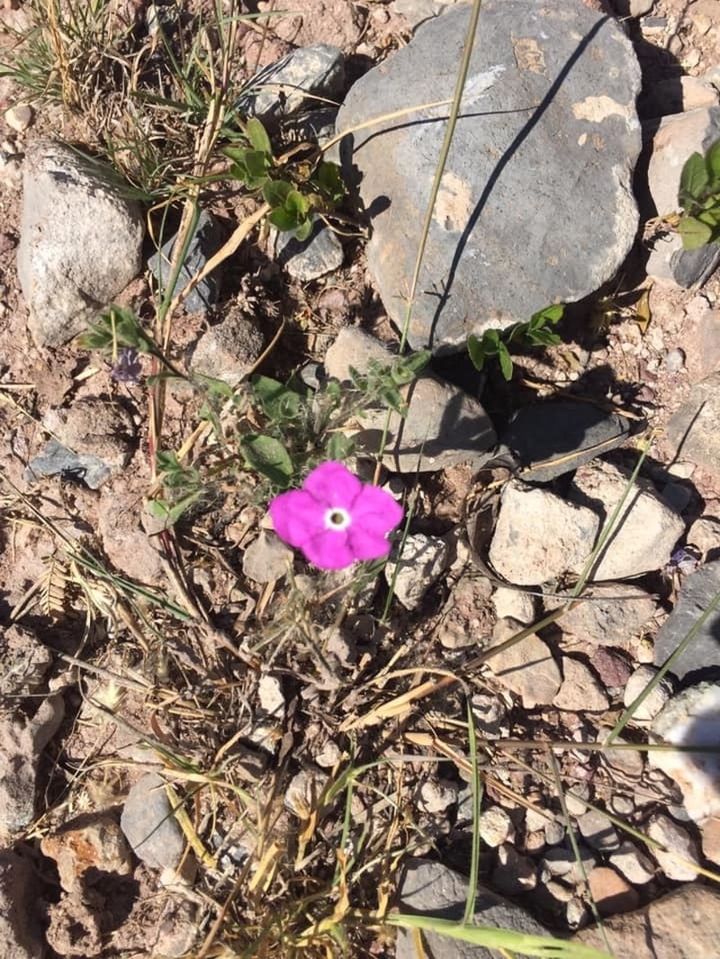 Texas Cupflower photo 4