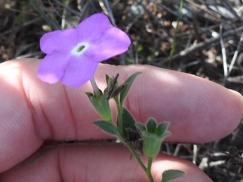 Texas Cupflower photo 5