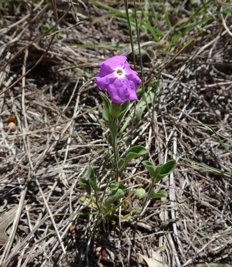 Texas Cupflower photo 6