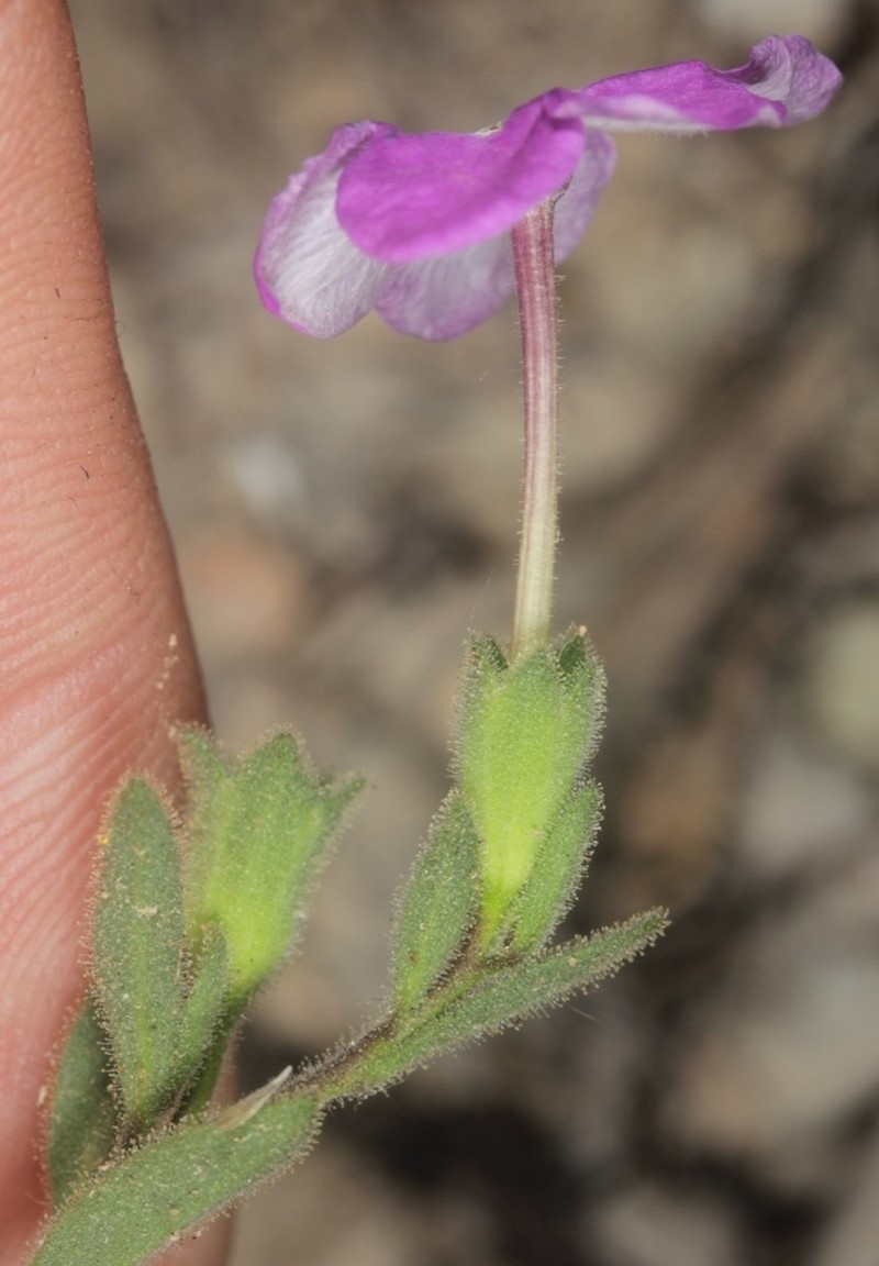 Texas Cupflower photo 7