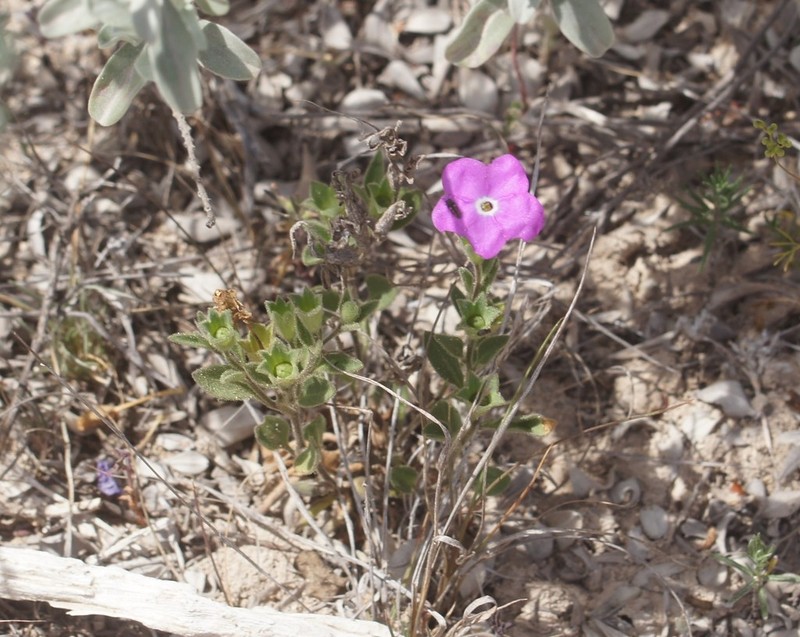 Texas Cupflower photo 8