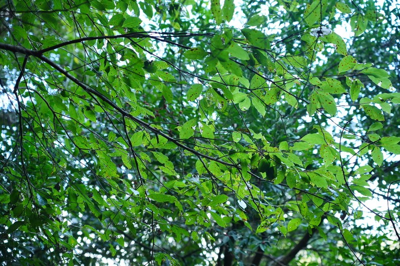 Huodendron biaristatum