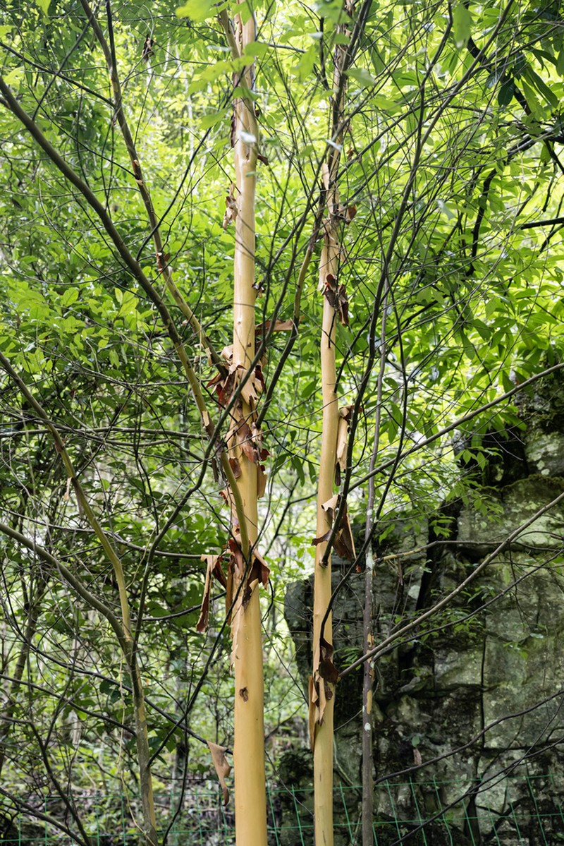 Huodendron biaristatum photo 2