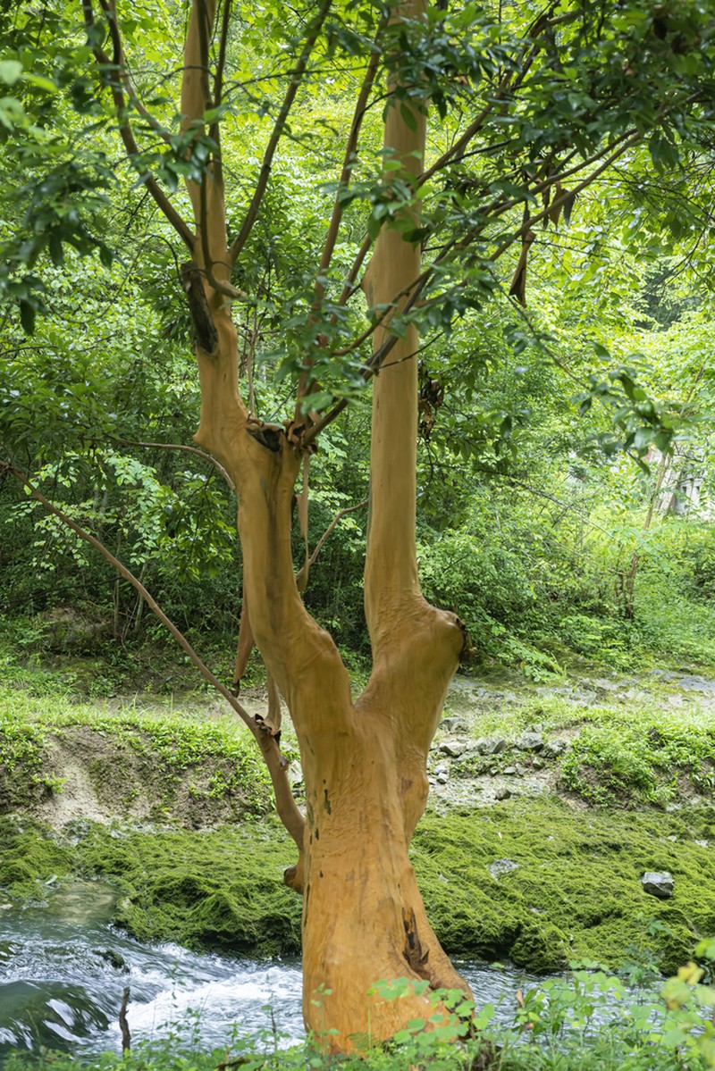 Huodendron biaristatum photo 4