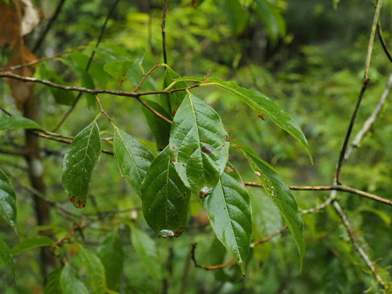 Huodendron biaristatum photo 5