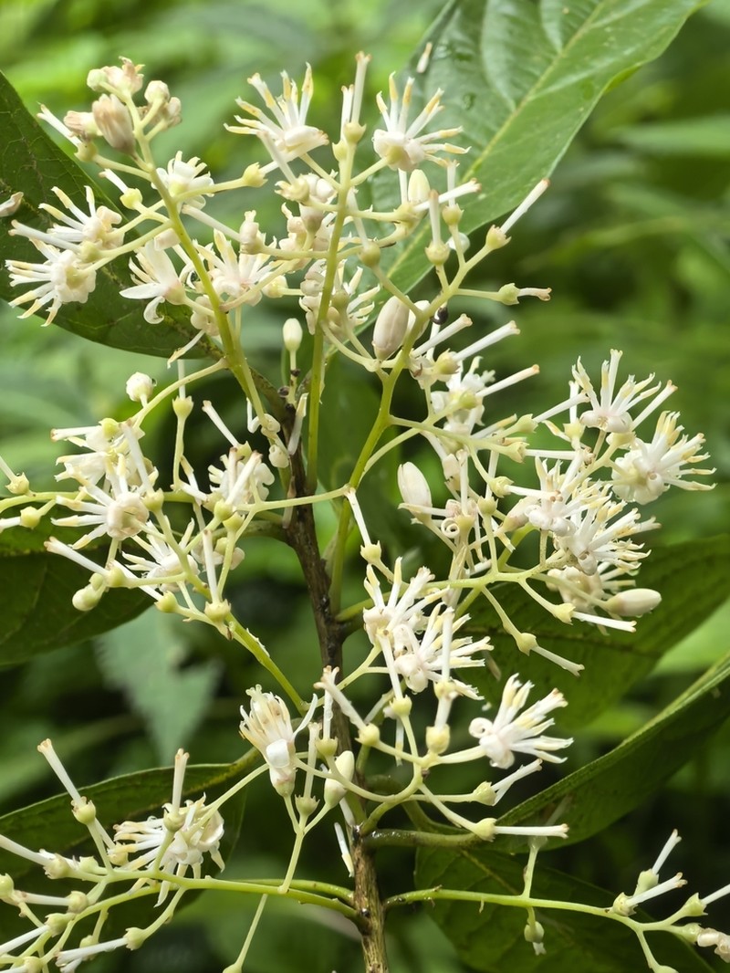 Huodendron biaristatum photo 6