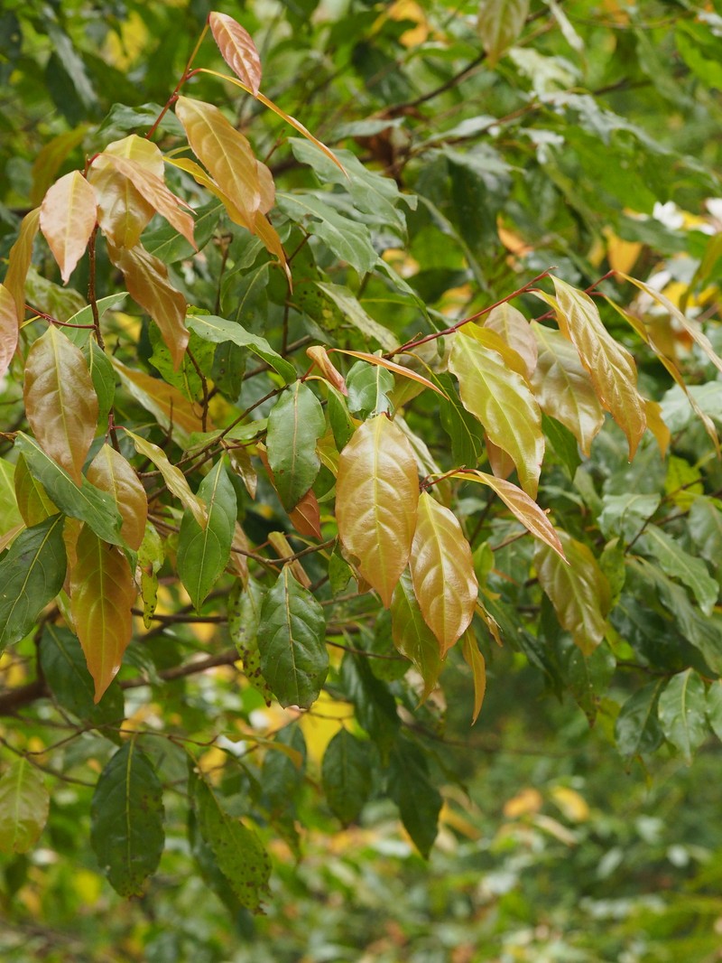 Huodendron biaristatum photo 7
