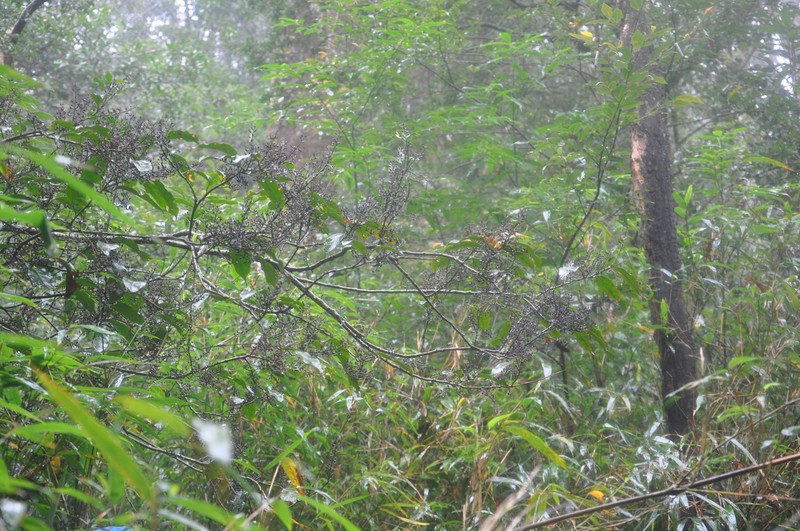 Huodendron biaristatum photo 8