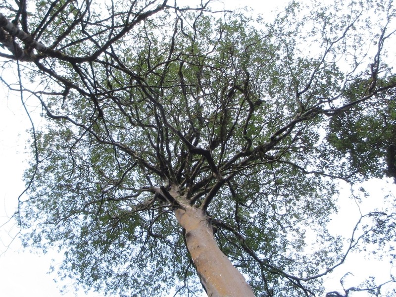 Huodendron tibeticum photo 2