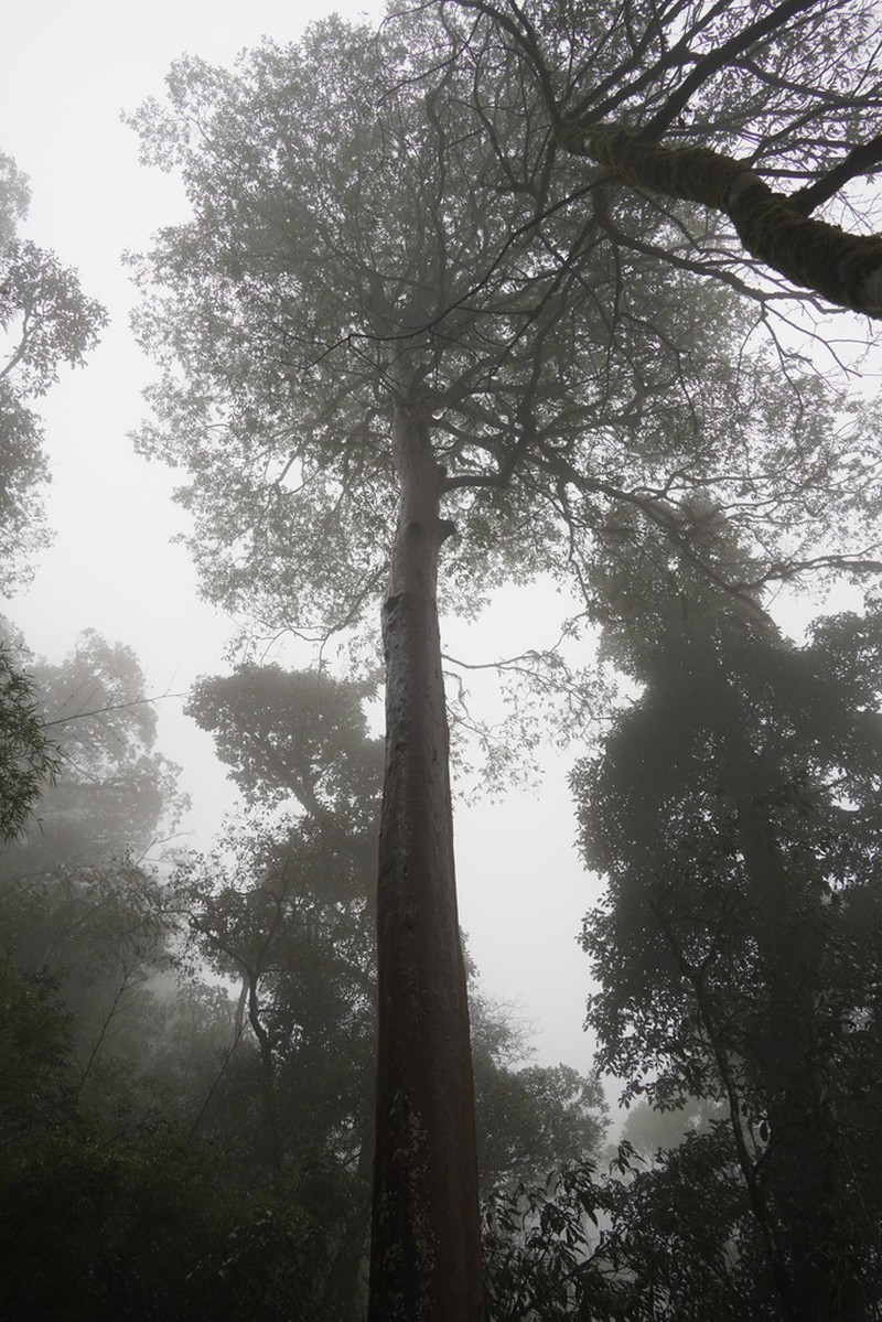 Huodendron tibeticum photo 3