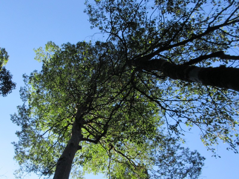 Huodendron tibeticum photo 4