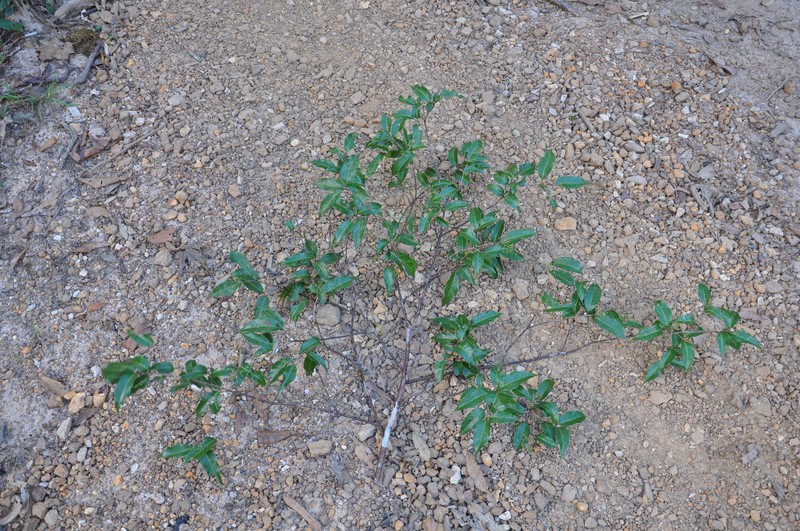 Huodendron tibeticum photo 5