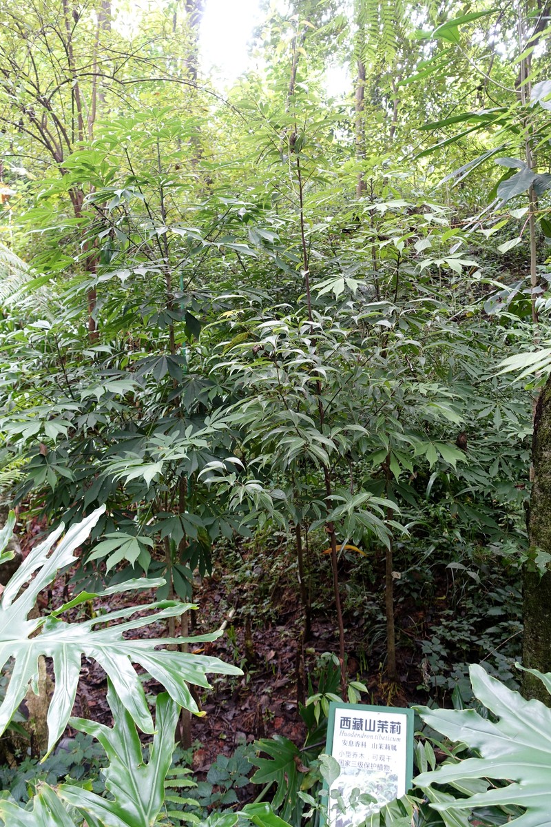 Huodendron tibeticum