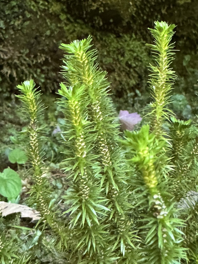 Clubmoss