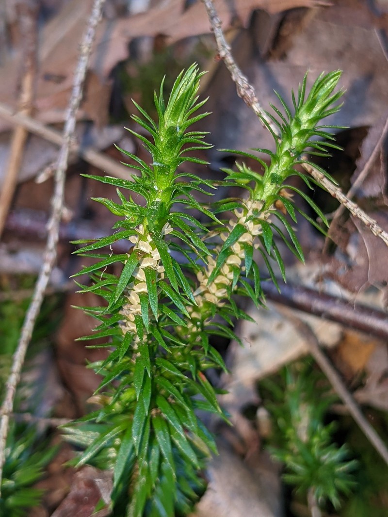 Clubmoss photo 2