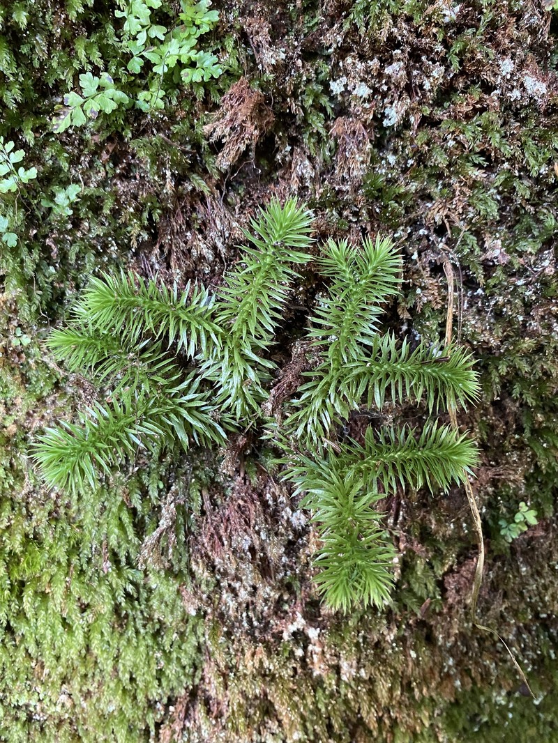 Clubmoss photo 3