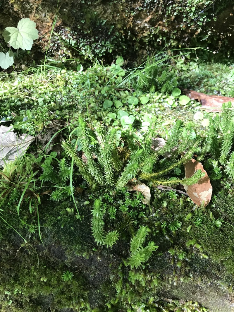 Clubmoss photo 4