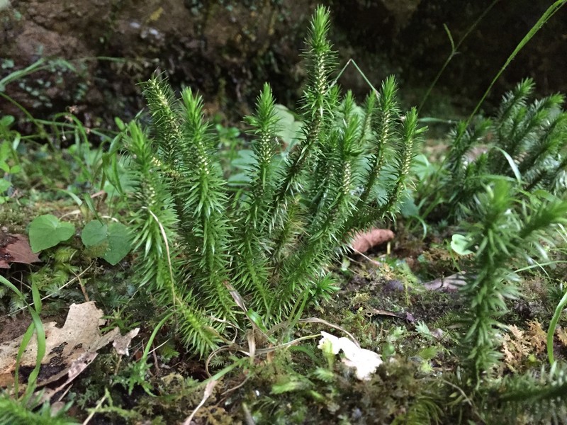 Clubmoss photo 5