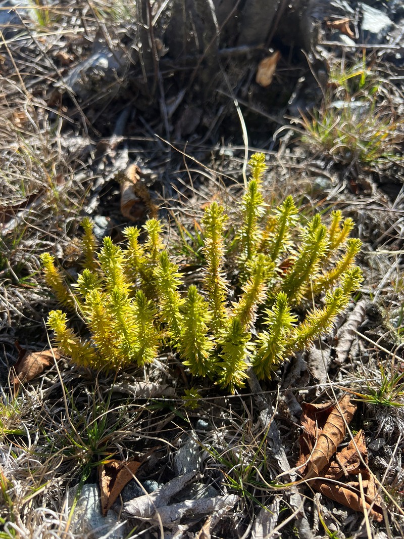 Clubmoss