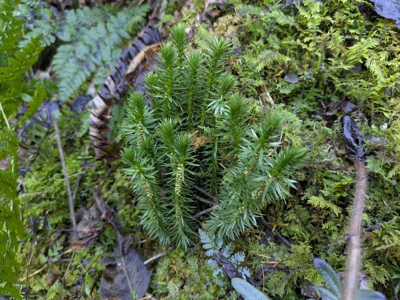 Clubmoss photo 2