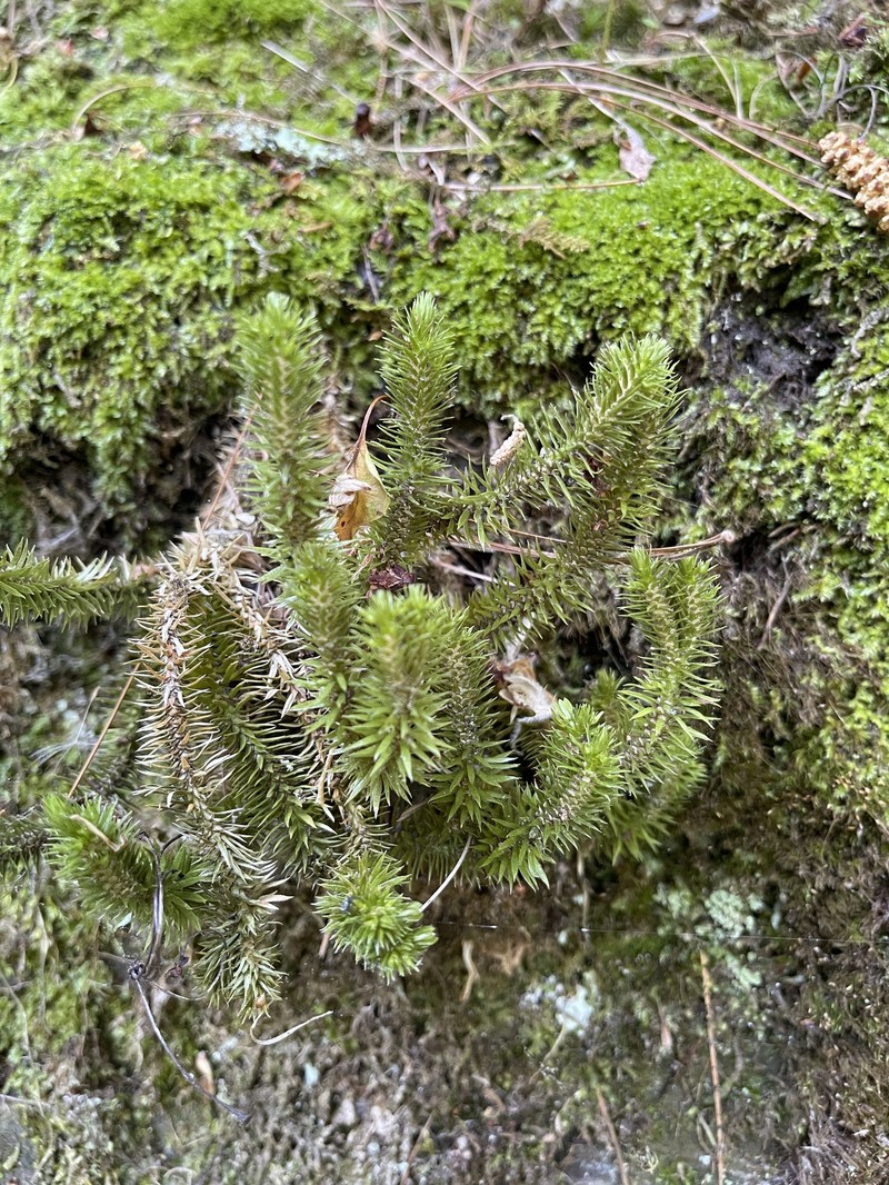 Clubmoss photo 3