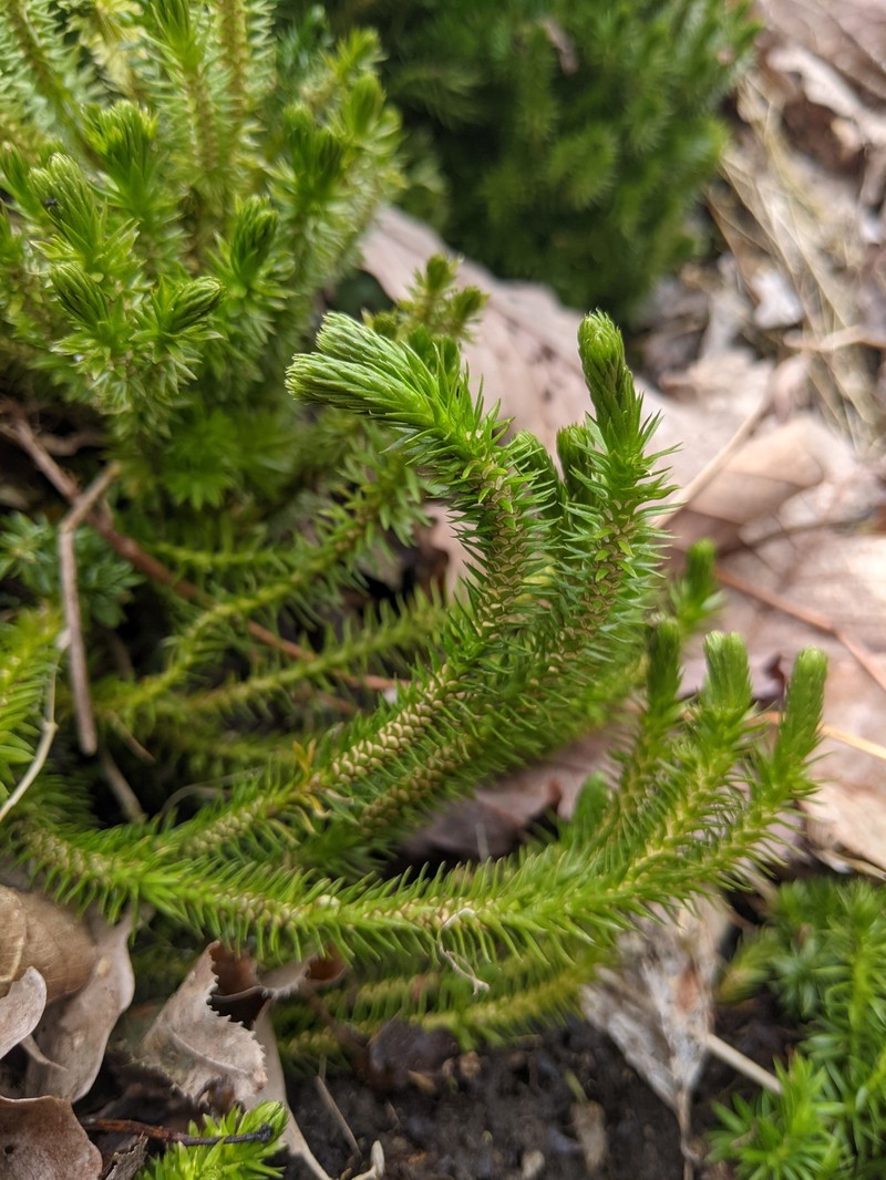 Clubmoss photo 4
