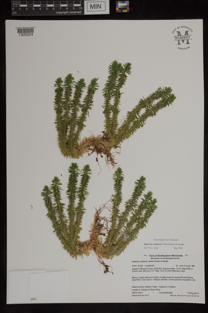 Clubmoss photo 5