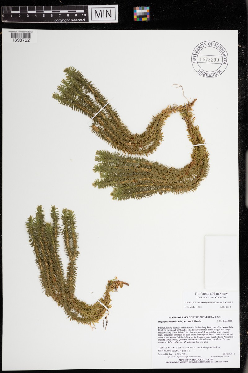 Clubmoss photo 6