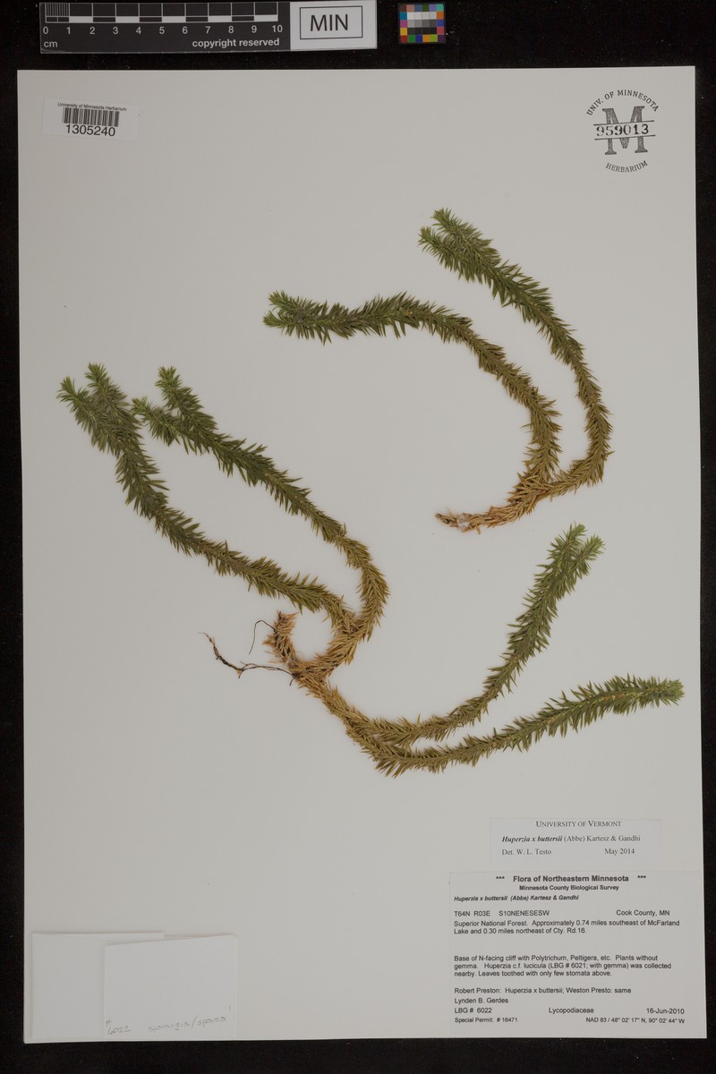 Clubmoss photo 8