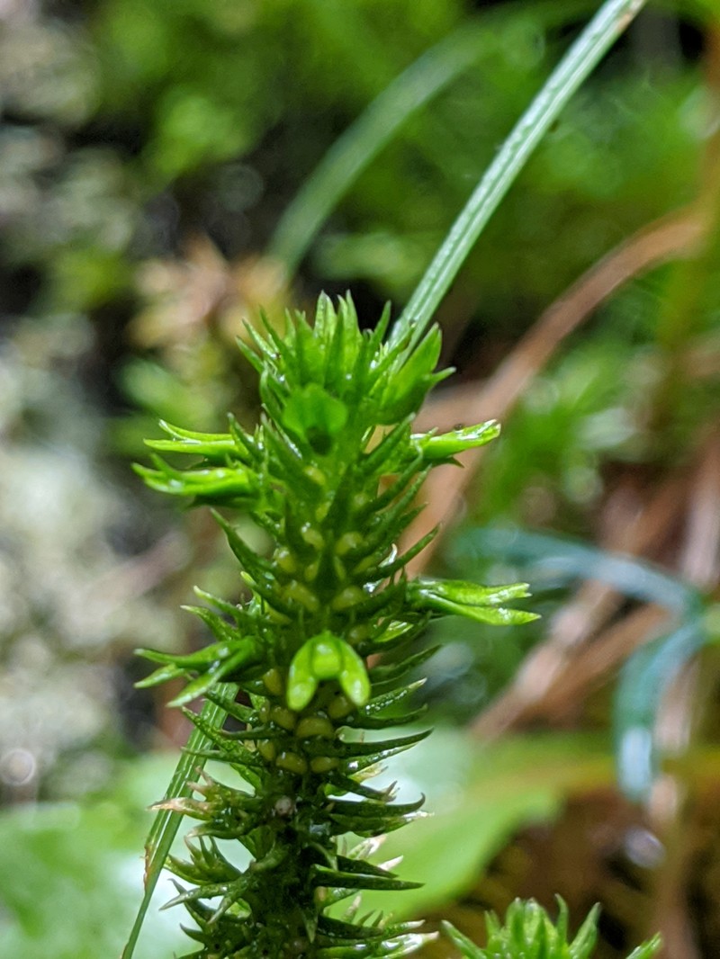 Huperzia × protoporophila photo 2