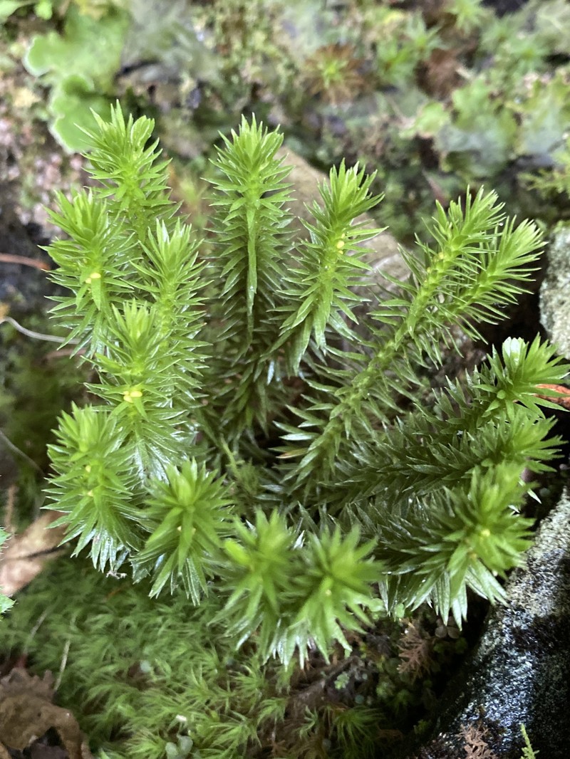 Huperzia × protoporophila photo 3