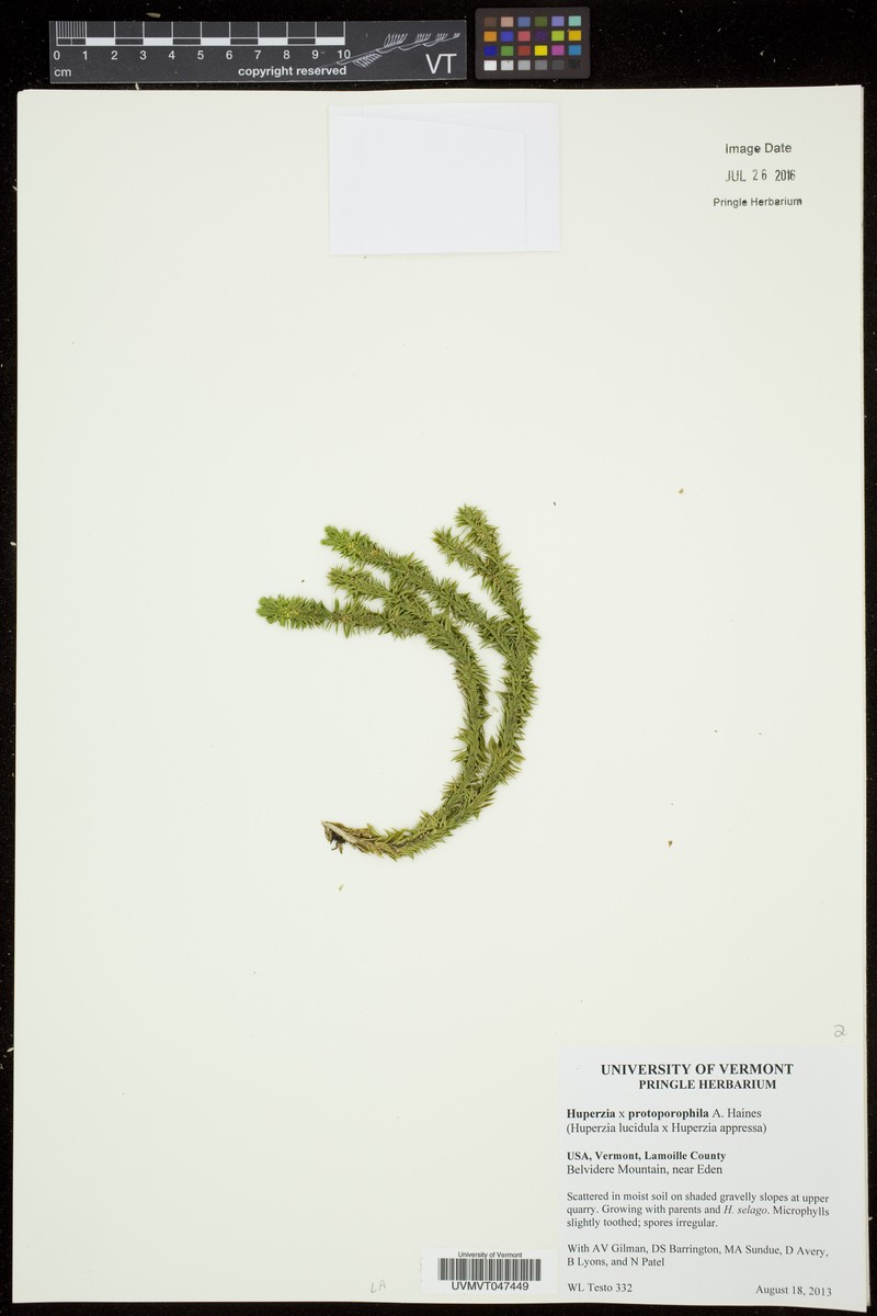 Huperzia × protoporophila photo 4