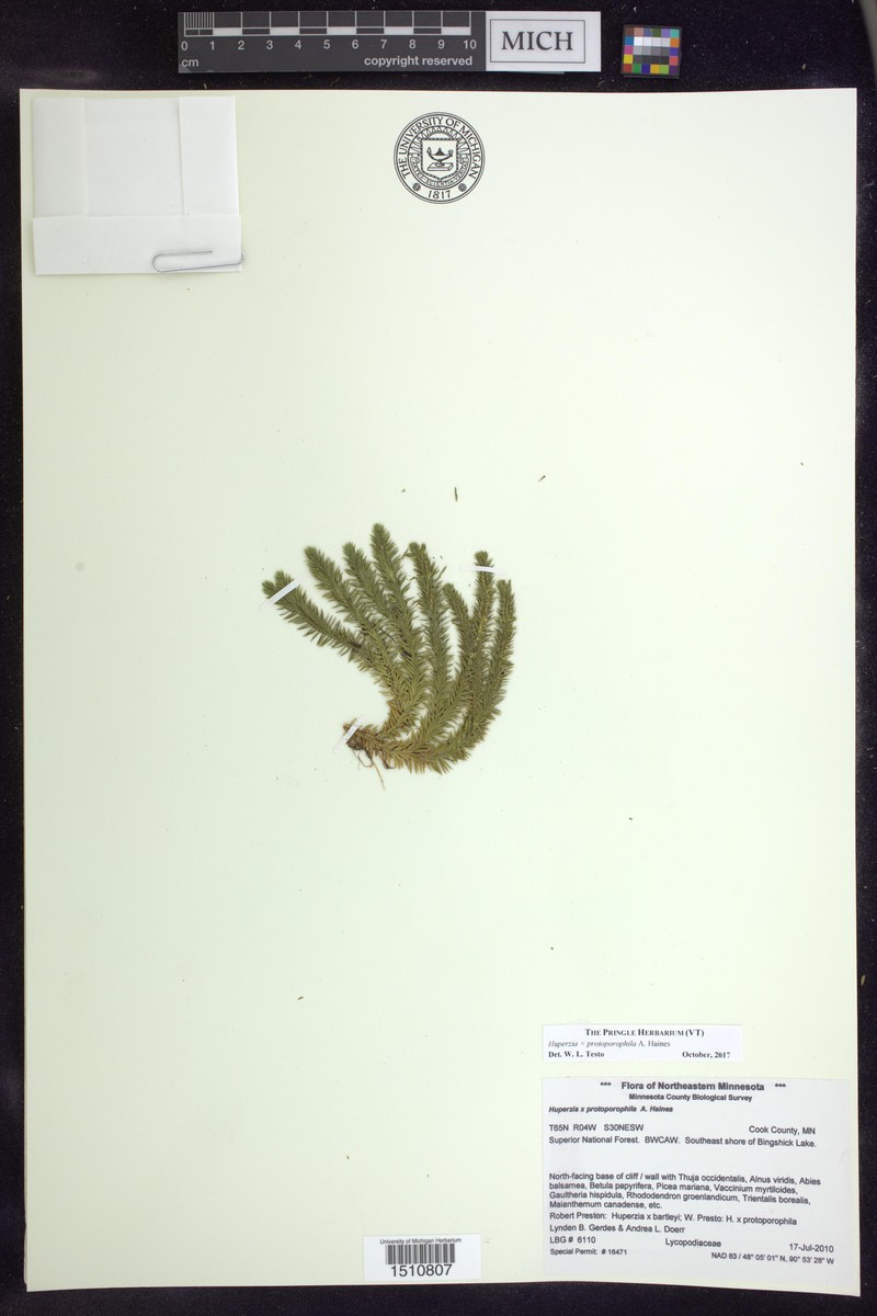 Huperzia × protoporophila photo 5