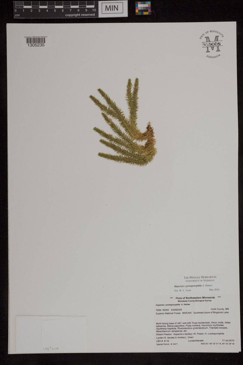 Huperzia × protoporophila photo 6