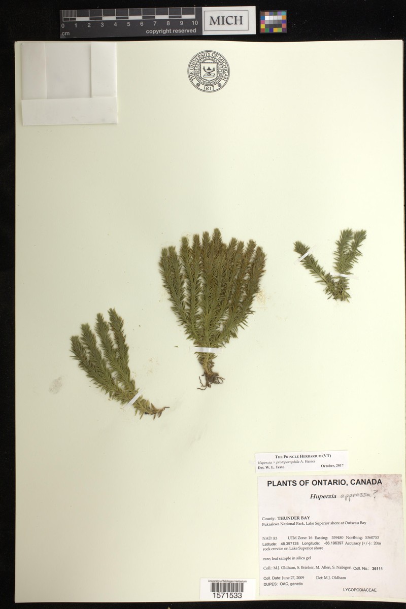 Huperzia × protoporophila photo 7