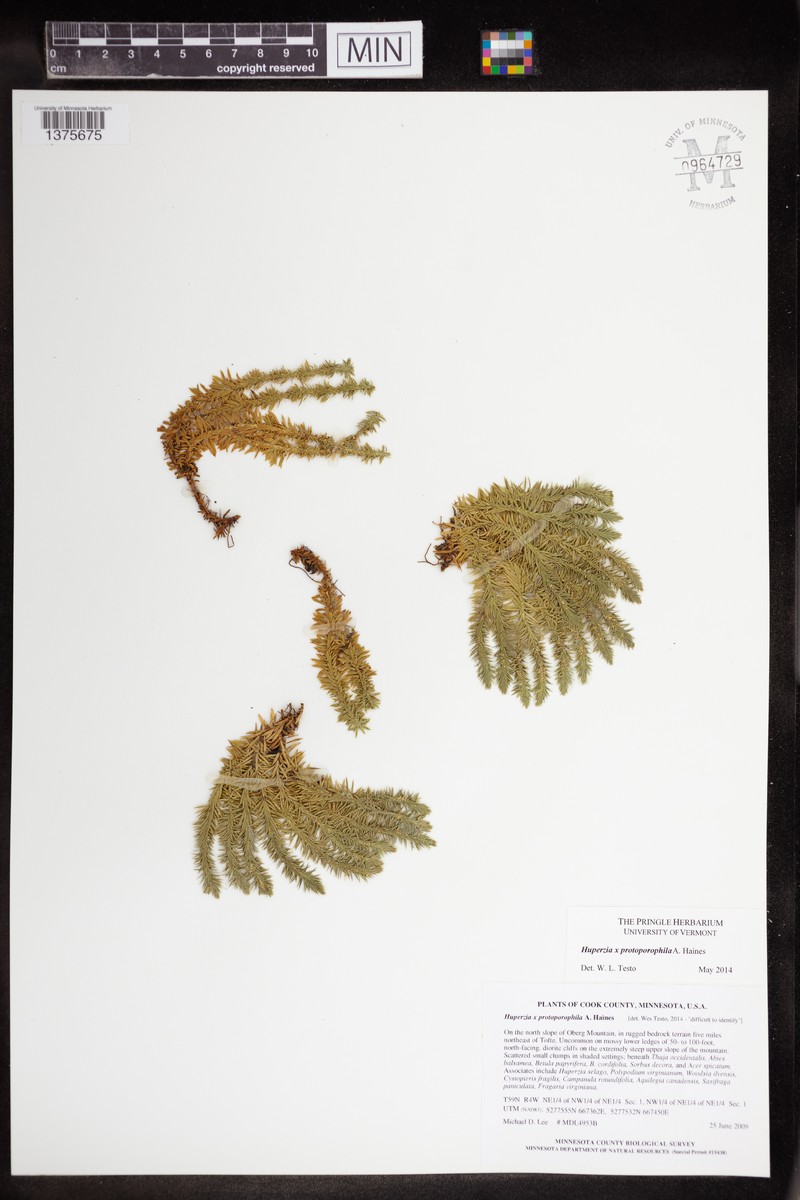 Huperzia × protoporophila photo 8