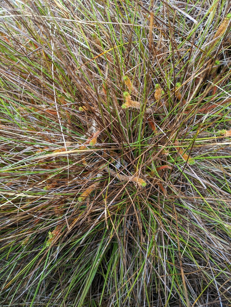 Clubmoss photo 3