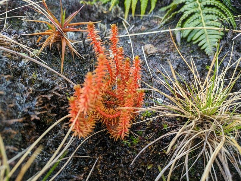 Clubmoss photo 4