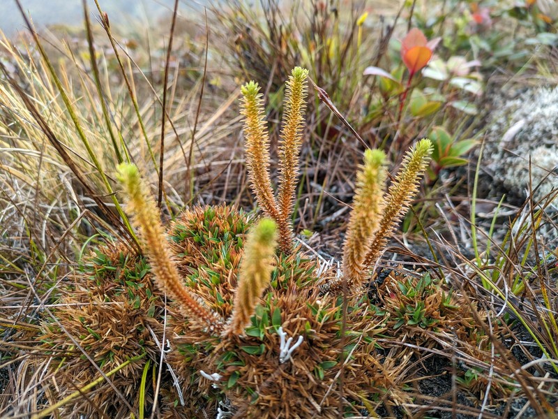 Clubmoss photo 5